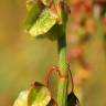 Fotografia 1 da espécie Rumex roseus do Jardim Botânico UTAD