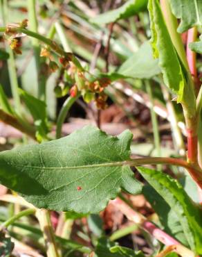 Fotografia 11 da espécie Rumex roseus no Jardim Botânico UTAD