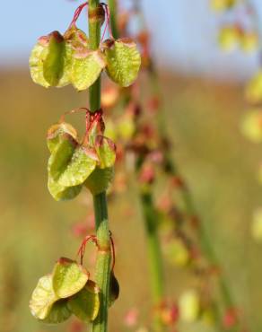 Fotografia 12 da espécie Rumex roseus no Jardim Botânico UTAD