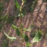 Fotografia 13 da espécie Rumex roseus do Jardim Botânico UTAD