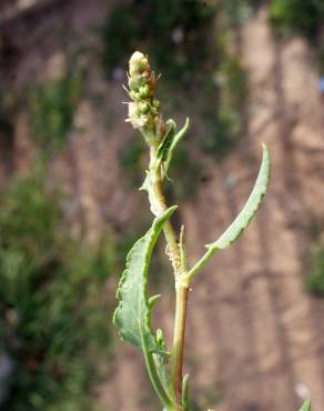 Fotografia 14 da espécie Rumex roseus no Jardim Botânico UTAD