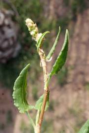 Fotografia da espécie Rumex roseus