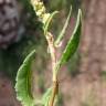 Fotografia 15 da espécie Rumex roseus do Jardim Botânico UTAD