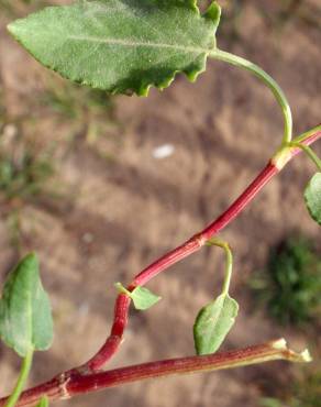 Fotografia 16 da espécie Rumex roseus no Jardim Botânico UTAD