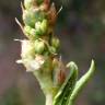 Fotografia 17 da espécie Rumex roseus do Jardim Botânico UTAD