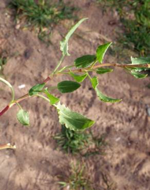 Fotografia 19 da espécie Rumex roseus no Jardim Botânico UTAD