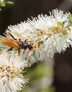 Fotografia 10 da espécie Melaleuca armillaris no Jardim Botânico UTAD