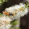 Fotografia 10 da espécie Melaleuca armillaris do Jardim Botânico UTAD