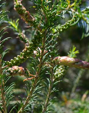 Fotografia 11 da espécie Melaleuca armillaris no Jardim Botânico UTAD