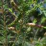 Fotografia 11 da espécie Melaleuca armillaris do Jardim Botânico UTAD