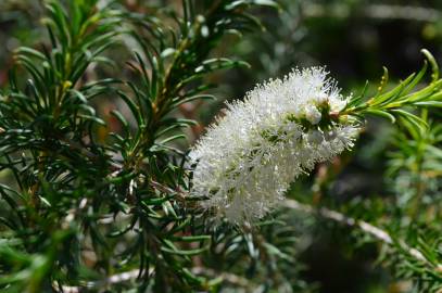 Fotografia da espécie Melaleuca armillaris