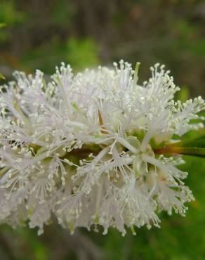 Fotografia 13 da espécie Melaleuca armillaris no Jardim Botânico UTAD