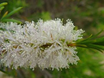 Fotografia da espécie Melaleuca armillaris