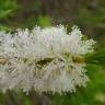 Fotografia 13 da espécie Melaleuca armillaris do Jardim Botânico UTAD