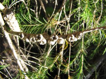 Fotografia da espécie Melaleuca armillaris