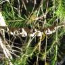 Fotografia 14 da espécie Melaleuca armillaris do Jardim Botânico UTAD