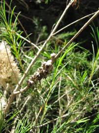 Fotografia da espécie Melaleuca armillaris