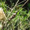 Fotografia 15 da espécie Melaleuca armillaris do Jardim Botânico UTAD