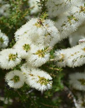 Fotografia 1 da espécie Melaleuca armillaris no Jardim Botânico UTAD