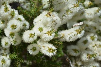 Fotografia da espécie Melaleuca armillaris