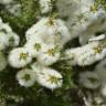 Fotografia 1 da espécie Melaleuca armillaris do Jardim Botânico UTAD