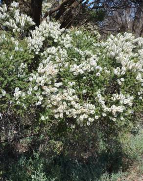 Fotografia 16 da espécie Melaleuca armillaris no Jardim Botânico UTAD