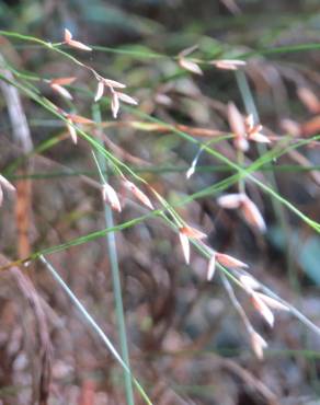 Fotografia 9 da espécie Melica uniflora no Jardim Botânico UTAD