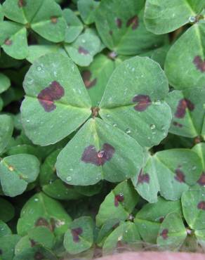 Fotografia 10 da espécie Medicago arabica no Jardim Botânico UTAD