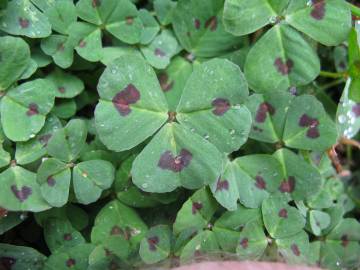 Fotografia da espécie Medicago arabica