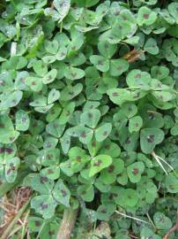 Fotografia da espécie Medicago arabica