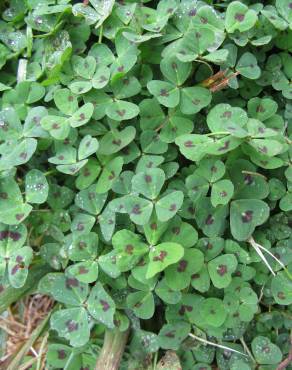 Fotografia 11 da espécie Medicago arabica no Jardim Botânico UTAD