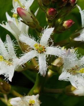 Fotografia 7 da espécie Menyanthes trifoliata no Jardim Botânico UTAD