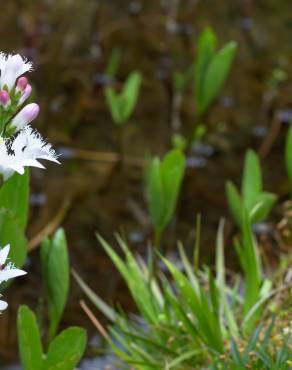 Fotografia 8 da espécie Menyanthes trifoliata no Jardim Botânico UTAD