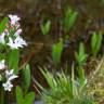 Fotografia 8 da espécie Menyanthes trifoliata do Jardim Botânico UTAD