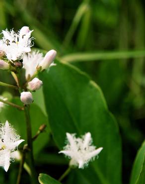 Fotografia 9 da espécie Menyanthes trifoliata no Jardim Botânico UTAD