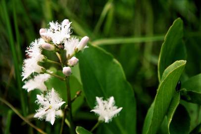 Fotografia da espécie Menyanthes trifoliata