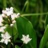 Fotografia 9 da espécie Menyanthes trifoliata do Jardim Botânico UTAD