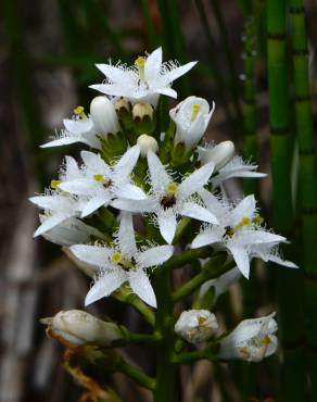 Fotografia 10 da espécie Menyanthes trifoliata no Jardim Botânico UTAD