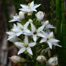 Fotografia 10 da espécie Menyanthes trifoliata do Jardim Botânico UTAD