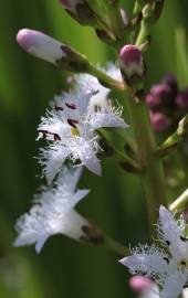 Fotografia da espécie Menyanthes trifoliata