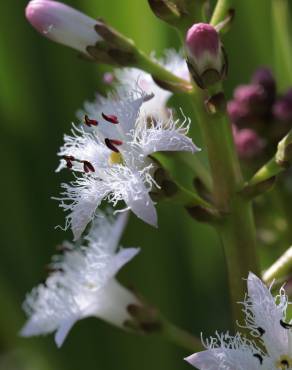 Fotografia 11 da espécie Menyanthes trifoliata no Jardim Botânico UTAD