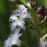 Fotografia 11 da espécie Menyanthes trifoliata do Jardim Botânico UTAD