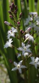 Fotografia da espécie Menyanthes trifoliata