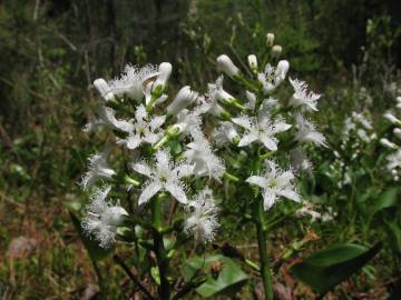 Fotografia da espécie Menyanthes trifoliata