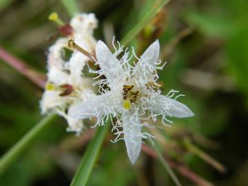 Fotografia da espécie Menyanthes trifoliata