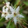 Fotografia 14 da espécie Menyanthes trifoliata do Jardim Botânico UTAD