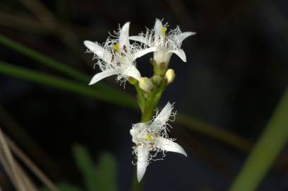 Fotografia da espécie Menyanthes trifoliata
