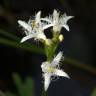 Fotografia 15 da espécie Menyanthes trifoliata do Jardim Botânico UTAD