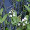 Fotografia 16 da espécie Menyanthes trifoliata do Jardim Botânico UTAD