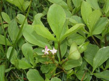 Fotografia da espécie Menyanthes trifoliata
